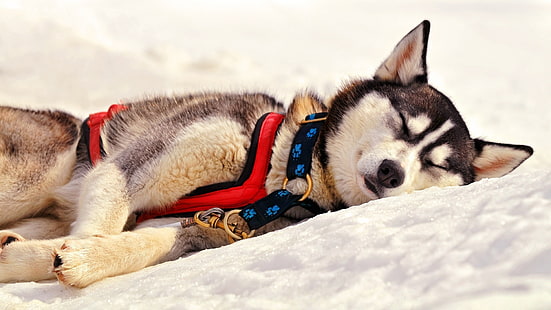 yetişkin beyaz ve gri Sibirya husky, Sibirya Husky, uyku, köpek, kar, kış, uyku, HD masaüstü duvar kağıdı HD wallpaper