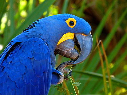 bird, macaw, parrot, tropical, HD wallpaper HD wallpaper