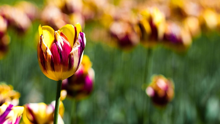 pink and yellow floral textile, nature, tulips, flowers, HD wallpaper