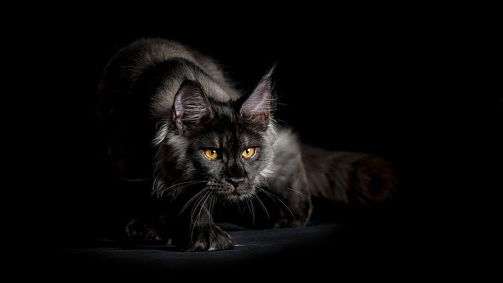 gato, preto, gato preto, bigodes, maine coon, fumaça, escuridão, gatinho, HD papel de parede