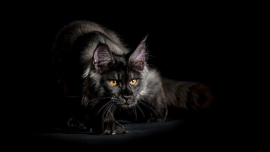 gato, preto, gato preto, bigodes, maine coon, fumaça, escuridão, gatinho, HD papel de parede HD wallpaper