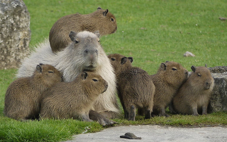 Animal, Capybara, HD wallpaper