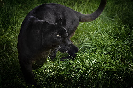 czarna pantera, trawa, drapieżnik, pantera, dziki kot, czarny lampart, Tapety HD HD wallpaper
