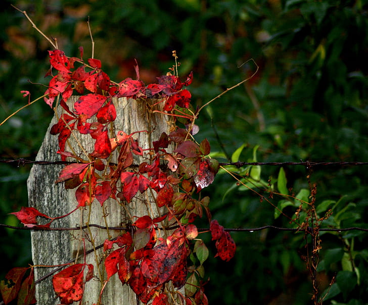 Man & Nature, red vine plant, post, nature, weeds, fence, 3d and abstract, HD wallpaper