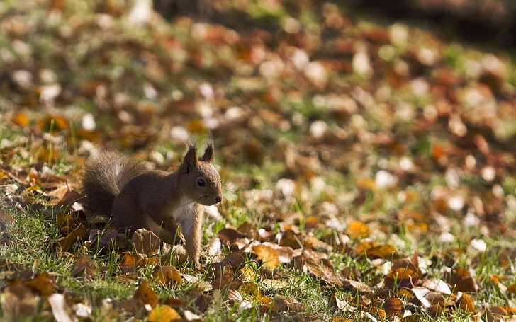 brown squirrel, squirrel, grass, leaves, fall, walk, HD wallpaper