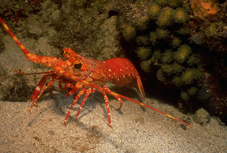 Animal, Lobster, Crustacean, HD wallpaper