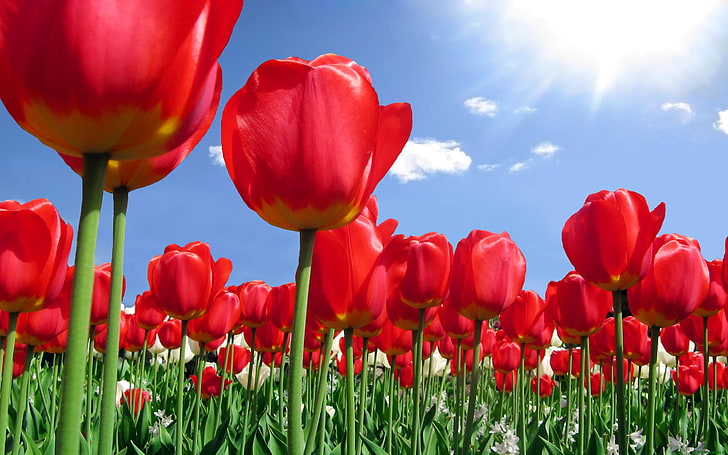 حقل زهور الربيع مع الزنبق الأحمر والسماء الزرقاء ، خلفية أشعة الشمس عالية الدقة للهاتف المحمول 2880 × 1800، خلفية HD