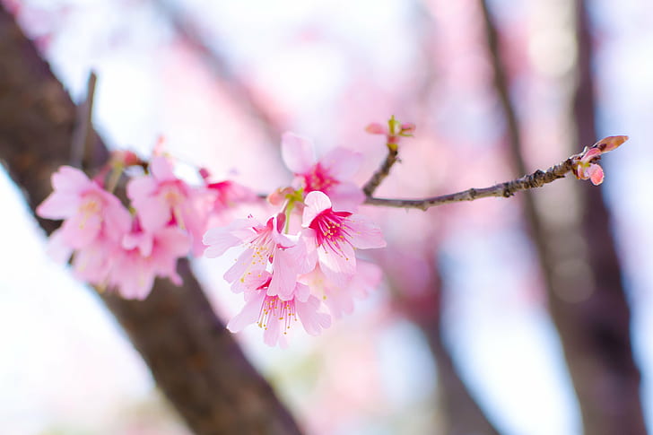 pink-and-white flowers in shallow photography, Cherry Blossoms, Kawazu, zakura, white, shallow, photography, Japan, Kanagawa, Yokohama, Nishi Ward, Nogeyama, Outdoor, Park, Plant, Tree, Flower, Cherry Blossom, Macro, Bokeh, Pink, Spring, March, Nikon  D7000, AF-S DX NIKKOR 35mm f/1.8G, Nikon AF, Nikon AF-S DX NIKKOR 35mm f/1.8G, CLUB, pink Color, branch, nature, springtime, flower Head, blossom, petal, outdoors, close-up, HD wallpaper