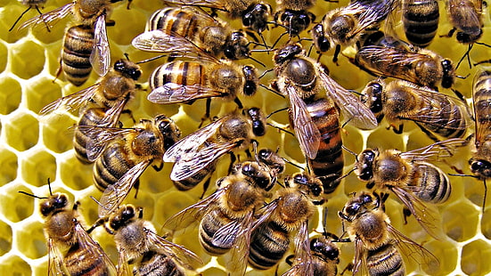 группа пчелы, пчелы, соты, мед, HD обои HD wallpaper