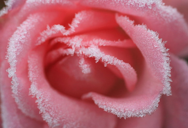 Flowers, Rose, Frozen, HD wallpaper
