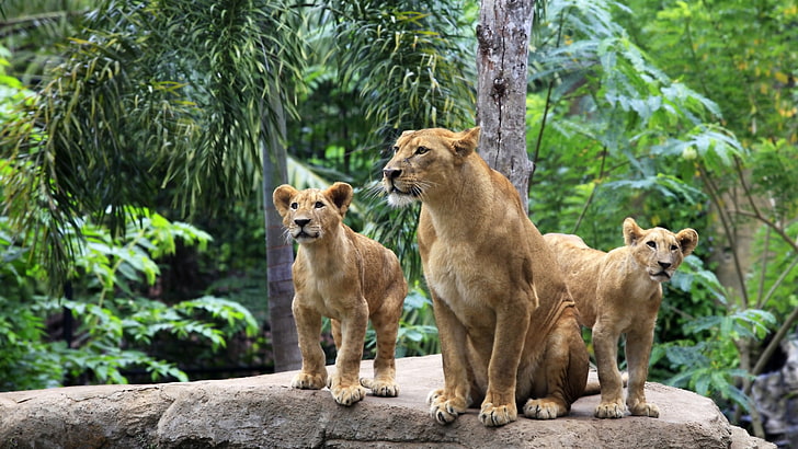 три кафяви лъвици, лъв, джунгла, животни, HD тапет