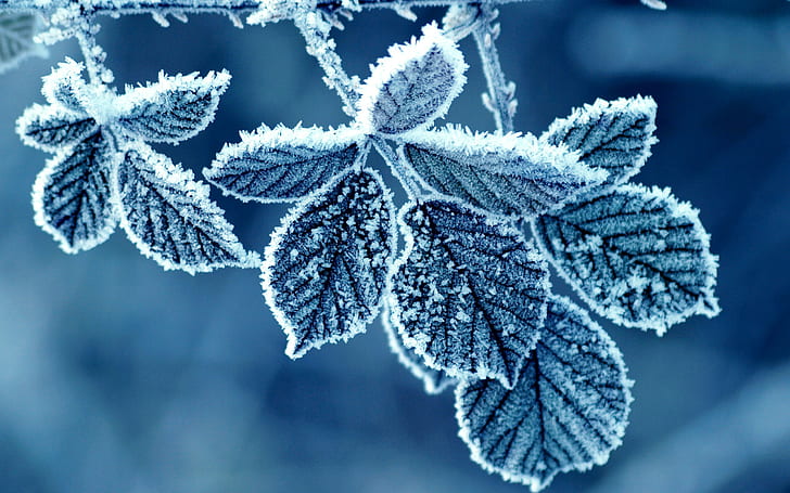 blue, frost, leaves, HD wallpaper