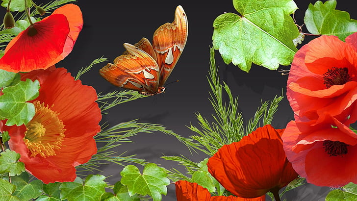 양귀비 아이비, 갈색, 흰색과 붉은 나비, 파이어 폭스 페르소나, 오렌지, 블랙, 잔디, 꽃, 양귀비, 녹색, 나비, 포도 나무, 꽃, 봄, HD 배경 화면