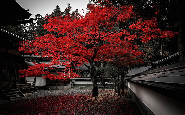 Japon, maison, arbre, feuilles rouges, automne, Japon, maison, arbre, rouge, feuilles, automne, Fond d'écran HD