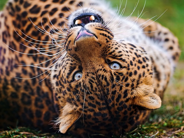 brun leopard, leopard, ansikte, fläckig, stor katt, rovdjur, HD tapet