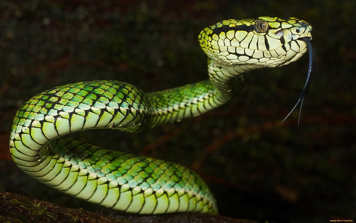 зеленая и белая змея, животные, природа, змея, гадюки, рептилии, HD обои