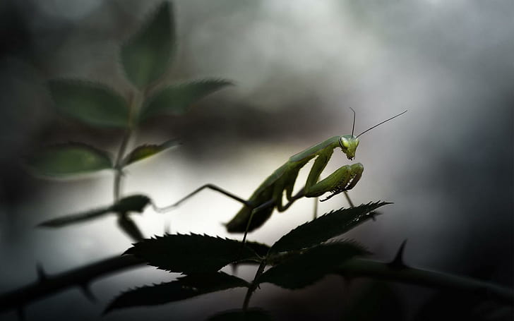 Animals Mantis Praying Widescreen, insects, animals, mantis, praying, widescreen, HD wallpaper
