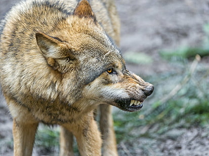 close up photography of wolf, Angry, close up photography, pissed off, portrait, face, profile, mongolian, canine, canid, dog, zürich  zoo, switzerland, nikon  d4, carnivore, wildlife, wolf, animal, nature, mammal, animals In The Wild, gray Wolf, HD wallpaper HD wallpaper