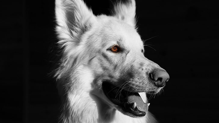 zdjęcie zwierzęcia, psa w skali szarości, Tapety HD