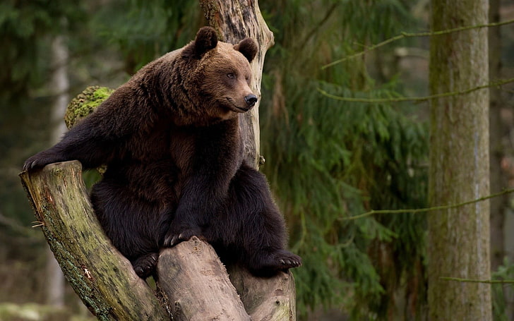 niedźwiedź brunatny, niedźwiedzie, zwierzęta, drzewa, Tapety HD