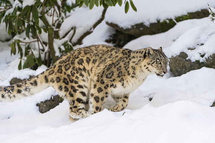 winter, cat, snow, IRBIS, snow leopard, ©Tambako The Jaguar, HD wallpaper