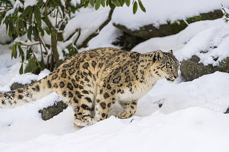 겨울, 고양이, 눈, IRBIS, 스노우 레오파드, © Tambako The Jaguar, HD 배경 화면 HD wallpaper