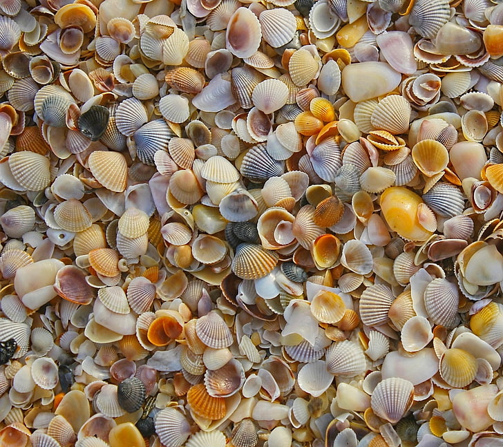 seashell, HD wallpaper