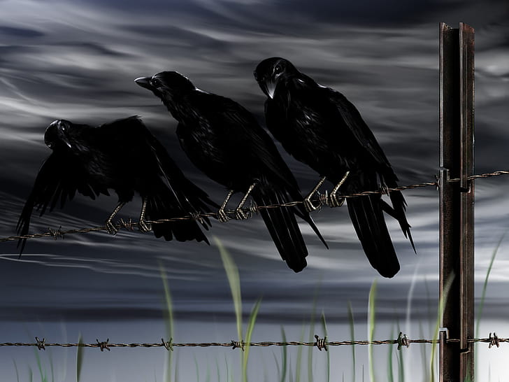 Crow Bird Barb Wire HD, цифровая / графика, птица, ворона, проволока, колючка, HD обои