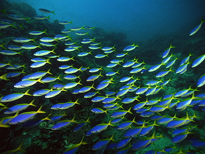 banc de poissons tang bleu, mer, sous l'eau, poisson, banc de poissons, Fond d'écran HD HD wallpaper