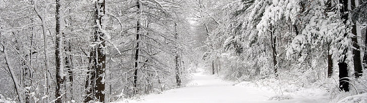 벌 거 벗은 나무, 다중 디스플레이, 풍경, 자연, 겨울, 눈, 나무, HD 배경 화면