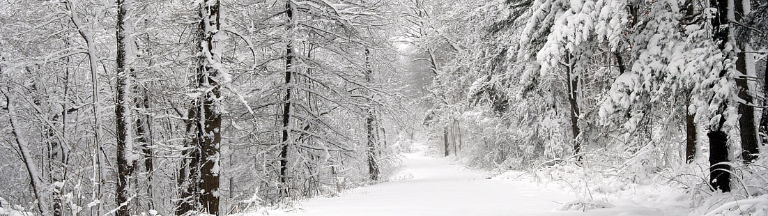 голи дървета, многократно показване, пейзаж, природа, зима, сняг, дървета, HD тапет HD wallpaper
