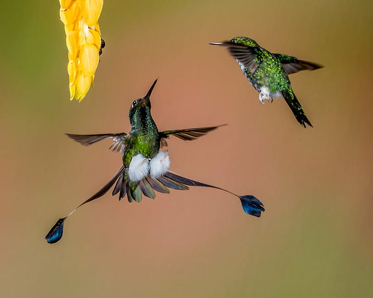 two green-and-black Hummingbirds in closeup photography, Go Away, green, black, Hummingbirds, closeup photography, Booted Racket-tail, Aggression, Defending, Territory, female, flower, Lens, hummingbird, bird, animal, hovering, nature, wildlife, iridescent, flying, spread Wings, aviary, feather, animal Wing, HD wallpaper
