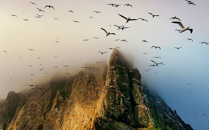 birds, cliff, Coast, Flying, island, landscape, mist, mountain, nature, Scotland, Seagulls, UK, HD wallpaper