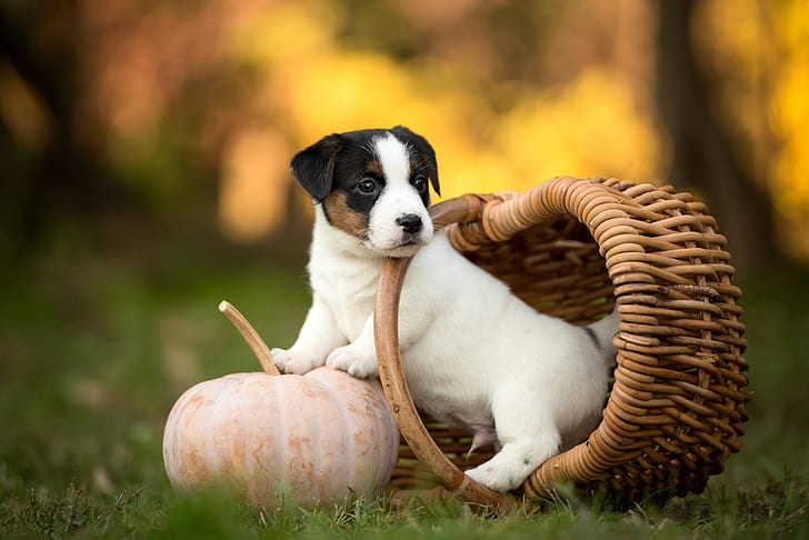 autumn, white, grass, look, nature, pose, Park, background, basket, glade, dog, small, garden, baby, cute, puppy, pumpkin, face, sitting, lawn, bokeh, white with spots, HD wallpaper