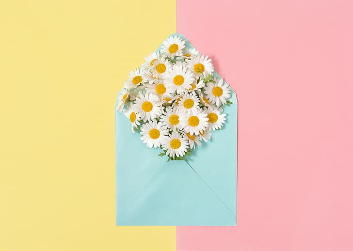 background, chamomile, the envelope, HD wallpaper