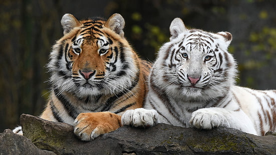  white, look, tiger, the dark background, portrait, pair, tigers, Duo, two, muzzle, lie, two tigers, HD wallpaper HD wallpaper