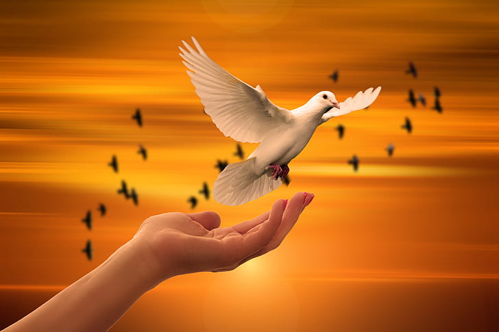 Dove, Hand, Peace, Sunrise, 5K, HD wallpaper