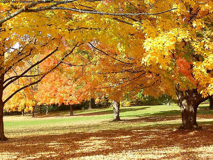단풍 낙엽 가을 공원 자연 기타 HD 아트, 나무, 공원, 단풍, 낙엽, HD 배경 화면