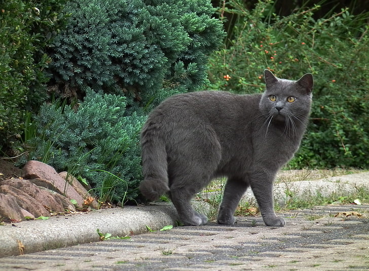 gatto grigio a pelo corto, chartreux, gatto, razza, grigio, a piedi, Sfondo HD