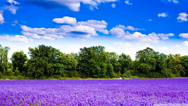 Baum-Blumen-Wolken HD, purpurrotes Lavendelfeld, Natur, Bäume, Wolken, Blumen, HD-Hintergrundbild