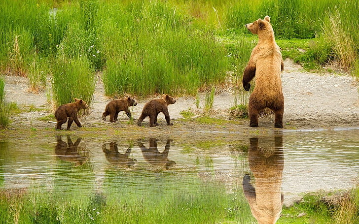 Niedźwiedzie, Niedźwiedź, Alaska, Rodzina Grizzly, Rodzina Grizzly Wiosną, Park Narodowy Katmai, Wiosna, Tapety HD