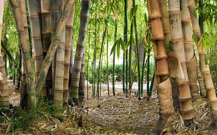 bambú, Fondo de pantalla HD | Wallpaperbetter