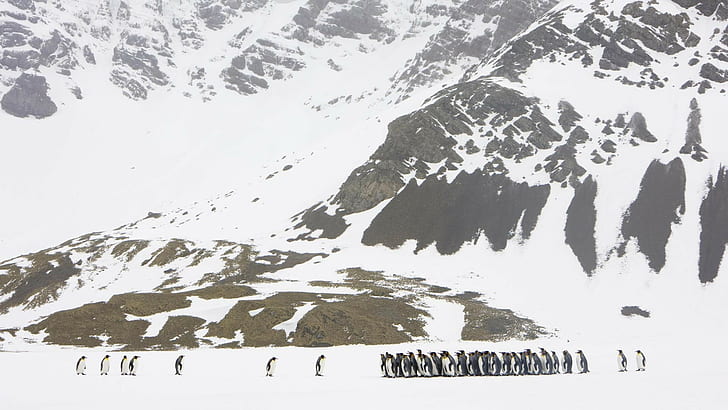 Penguin, Snow, Pack, Walking, Glacier, HD wallpaper