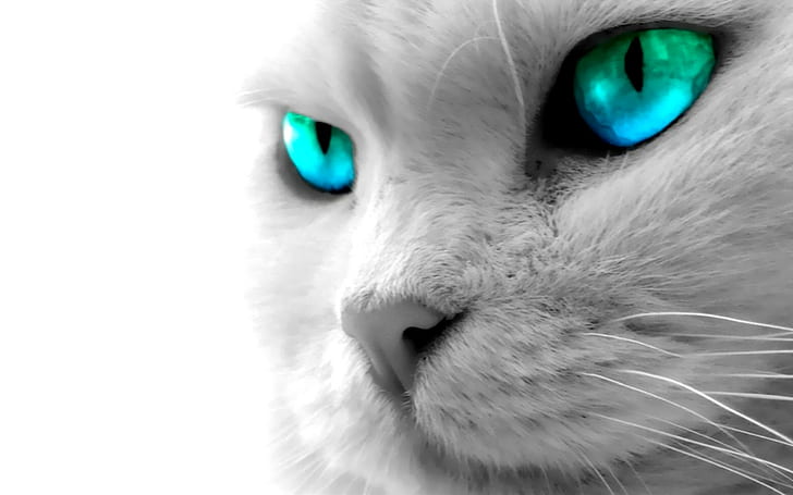 قطة ، حيوانات ، عيون ، عيون زرقاء، خلفية HD