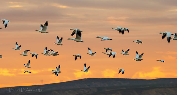 白鳥の飛行、鳥のロット、空、飛行、白鳥、ガチョウ、鳥、群れ、 HDデスクトップの壁紙