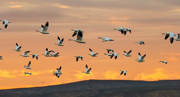 Swans flight, bird lot, sky, flight, swans, geese, birds, Flock, HD wallpaper HD wallpaper