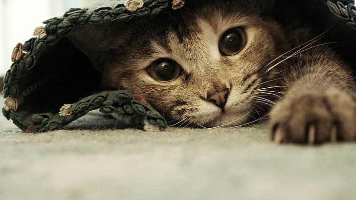 Kitty, kitten, cat, eyes, cute, gray, HD wallpaper