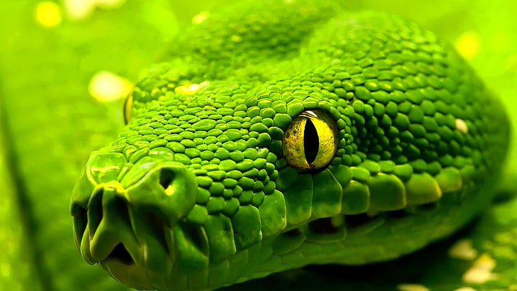 animals, green snake, green mamba, snake, black mamba, mamba, reptile, HD wallpaper