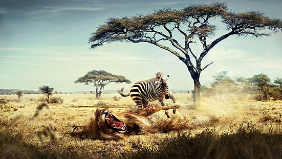природа, животни, зебри, дървета, ловец, лъв, фентъзи изкуство, Африка, савана, хумор, произведения на изкуството, HD тапет HD wallpaper
