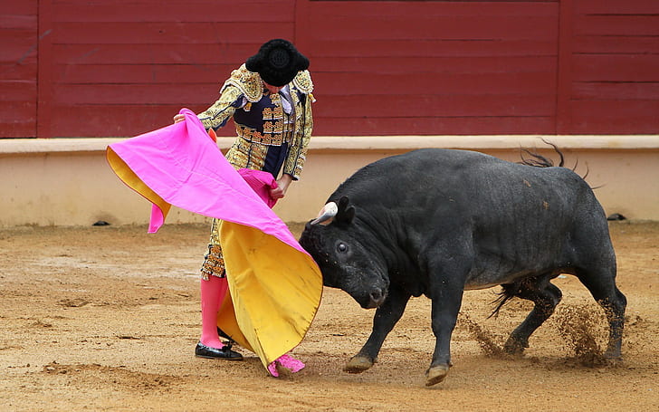 bull, Matador, Korea, HD wallpaper
